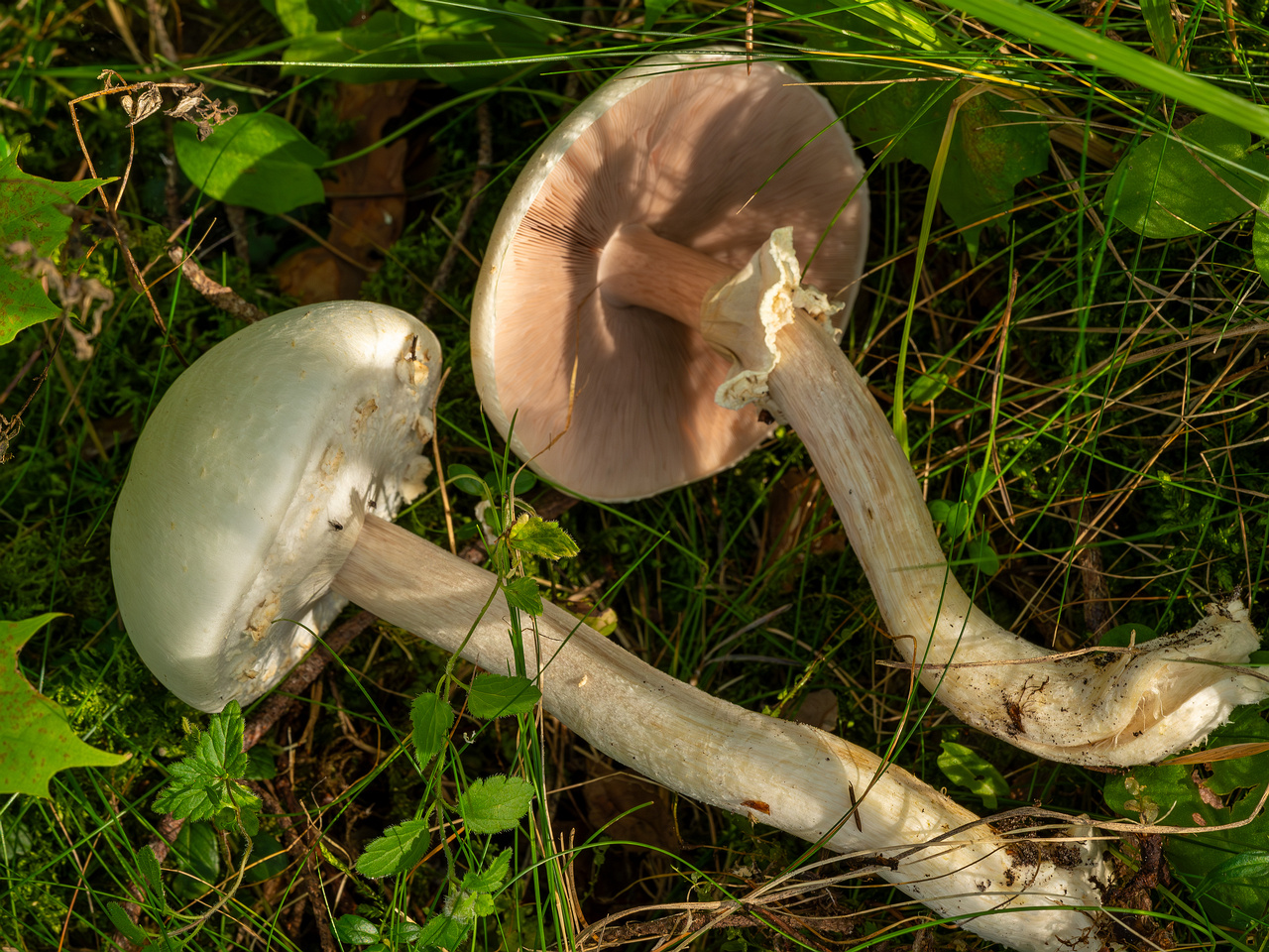 agaricus-silvicola_2023-09-12_1-7