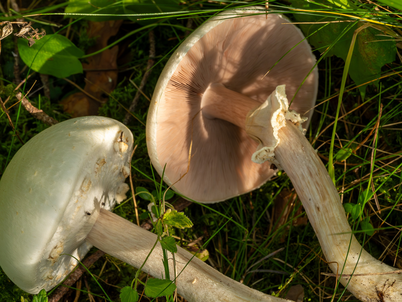 agaricus-silvicola_2023-09-12_1-8