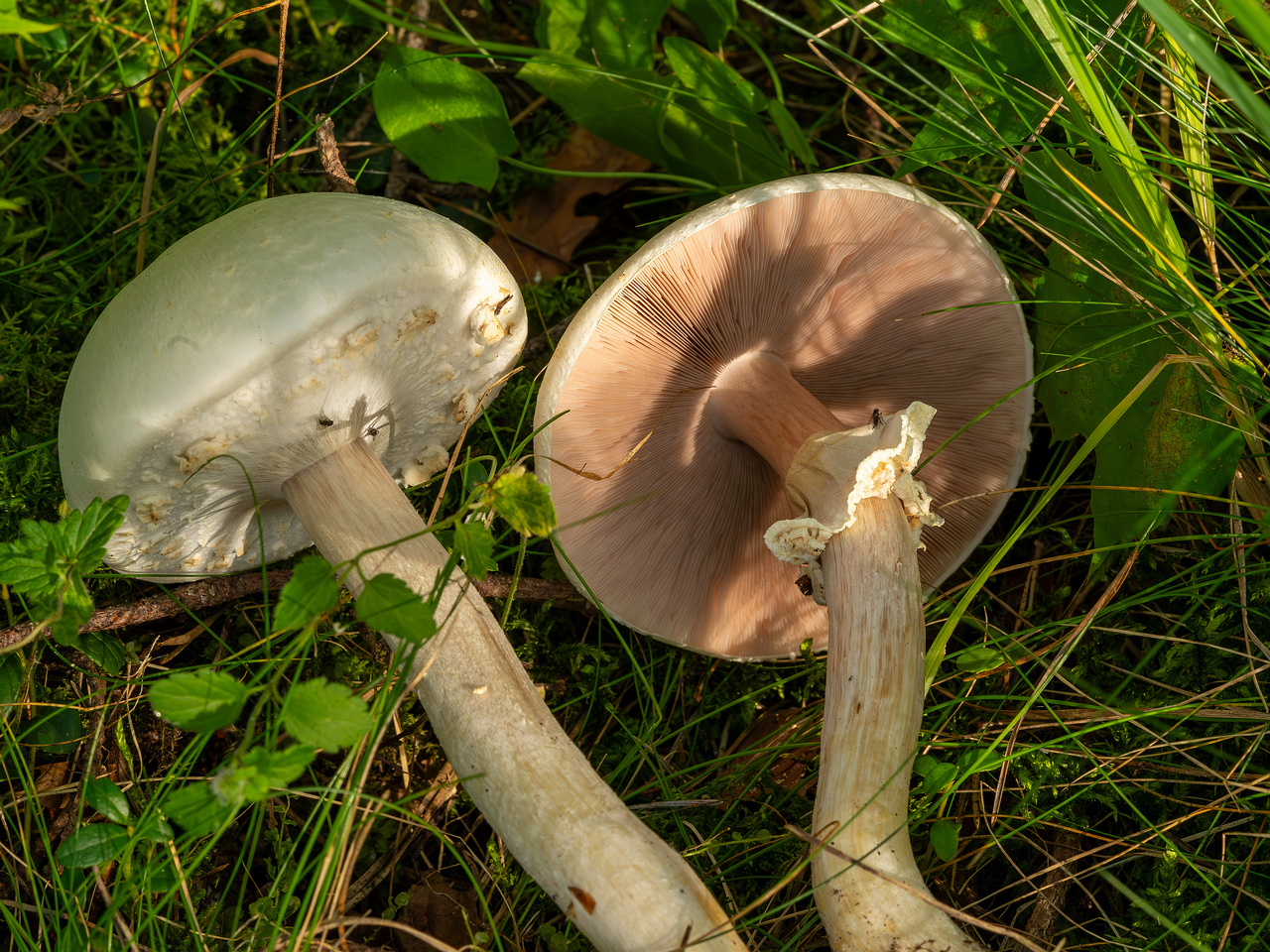 agaricus-silvicola_2023-09-12_1-9