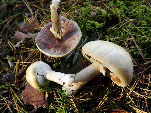 Шампиньон полевой - Agaricus arvensis