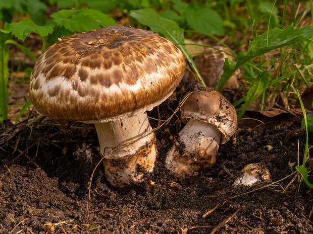 Шампиньон полуобутый - Agaricus subperonatus