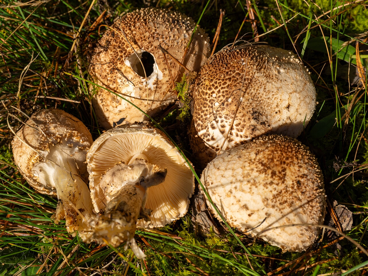 !Echinoderma asperum _2026-09-14_1-2
