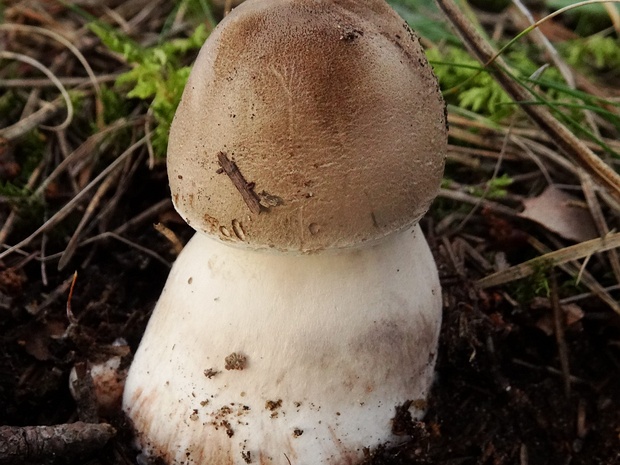 Белошампиньон сереющий - Leucoagaricus cinerascens