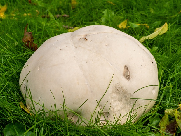 Головач гигантский - Calvatia gigantea