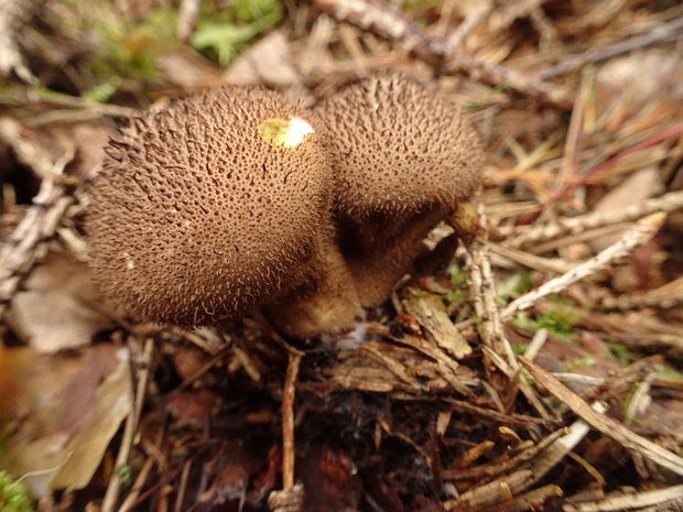 Дождевик коричневый - Lycoperdon umbrinum