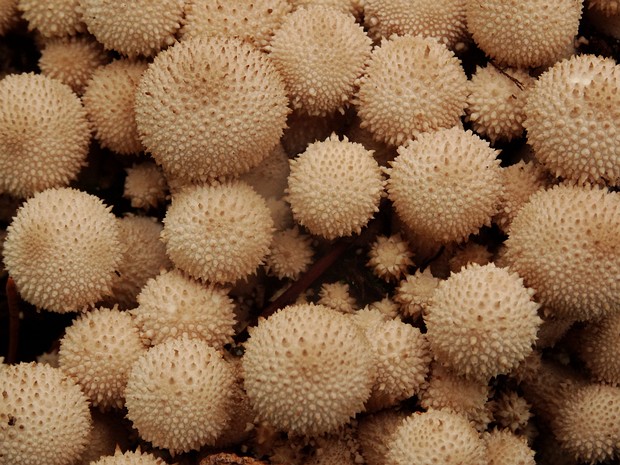 Дождевик шиповатый - Lycoperdon perlatum