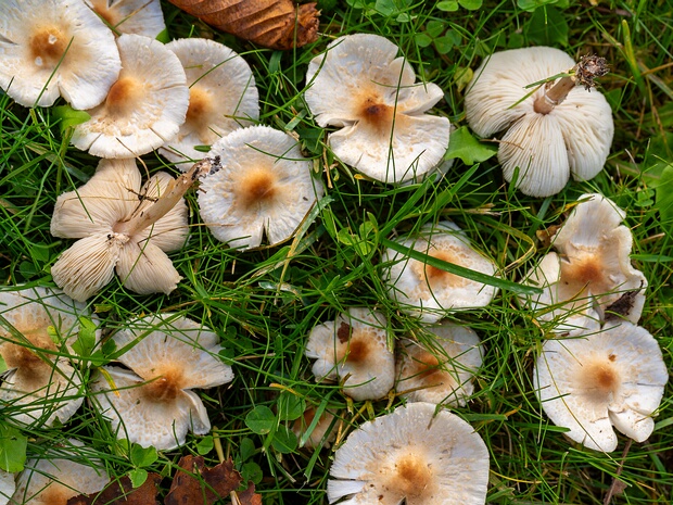 Лепиота гребенчатая - Lepiota cristata