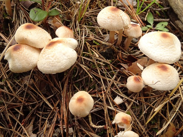 Лепиота гребенчатая - Lepiota cristata