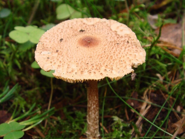 Лепиота коричневато-телесная - Lepiota brunneoincarnata