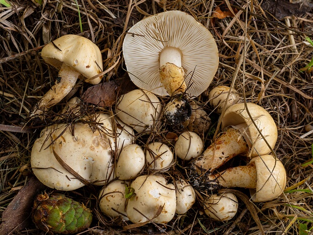 Хамемицес увлажненный - Chamaemyces fracidus