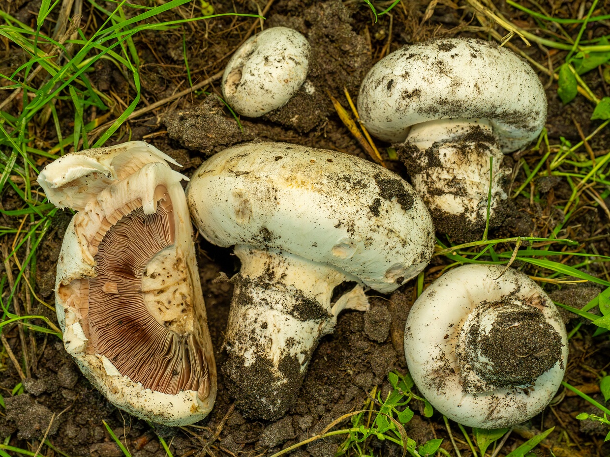 Шампиньон двукольцевой - Agaricus bitorquis
