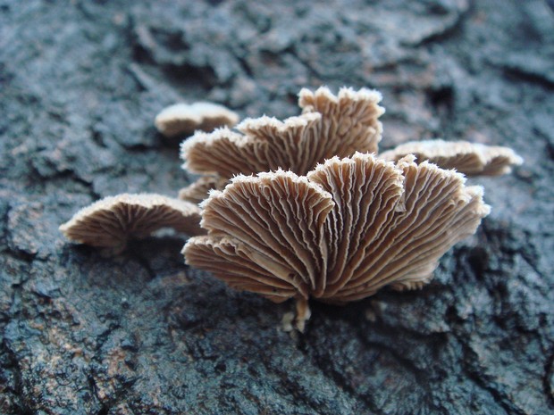 Schizophyllum commune - Щелелистник обыкновенный - Split Gill Fungus - Spaltblättling