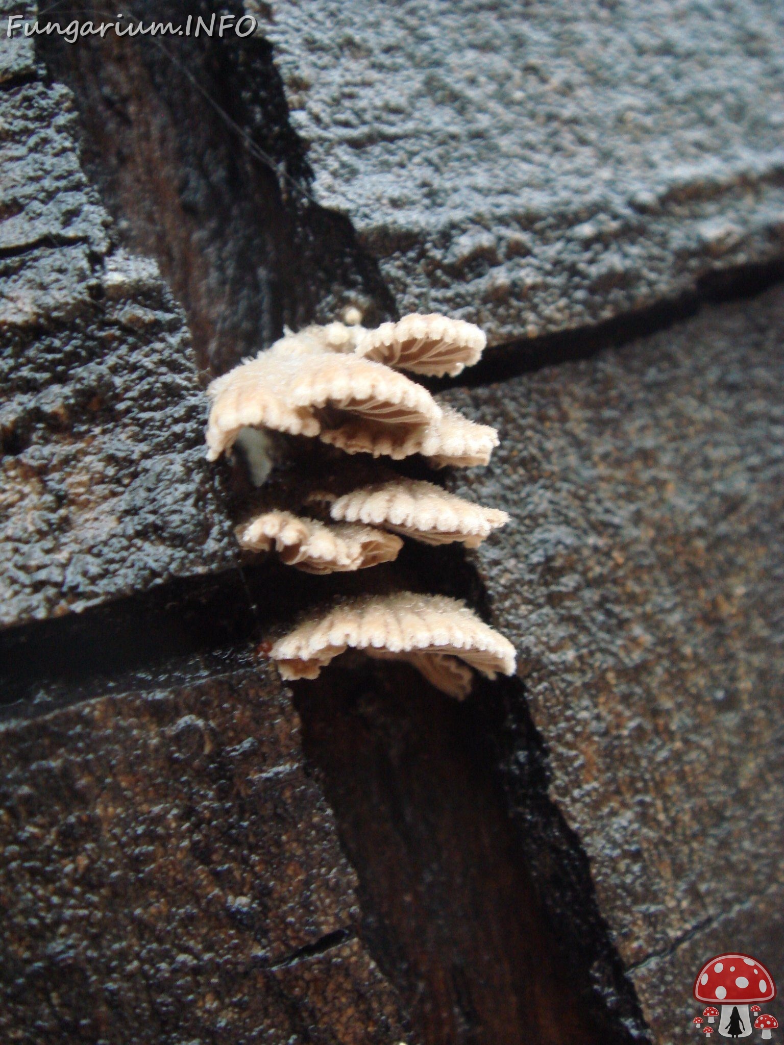 fungi-0003130 