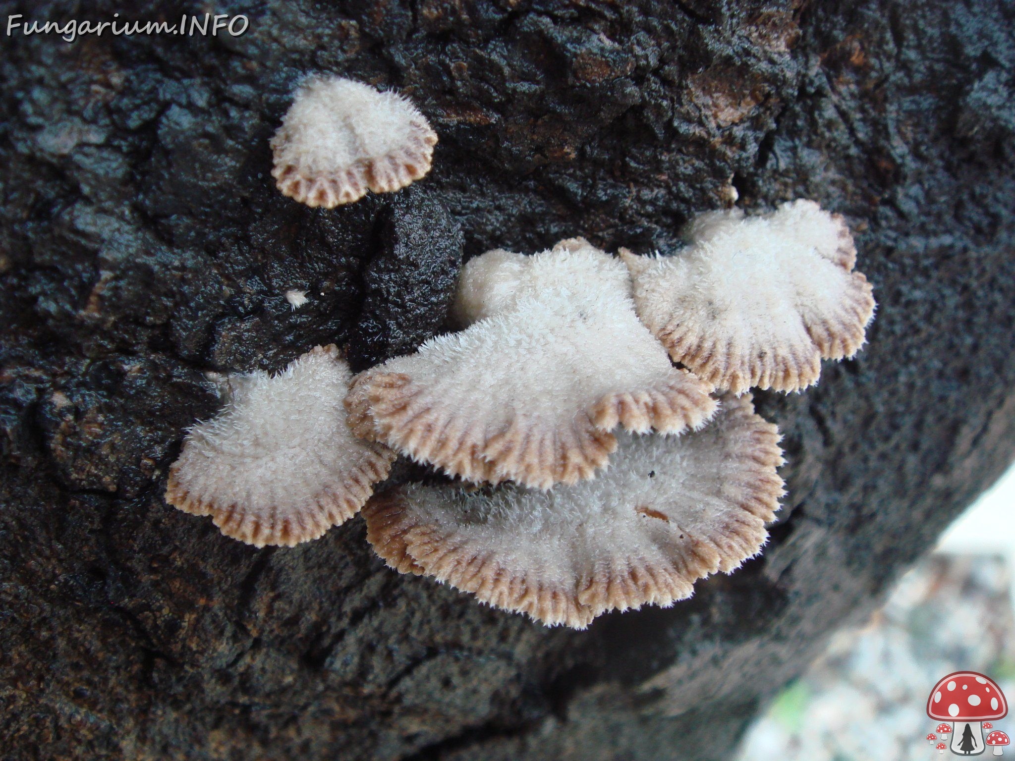 fungi-0003134 