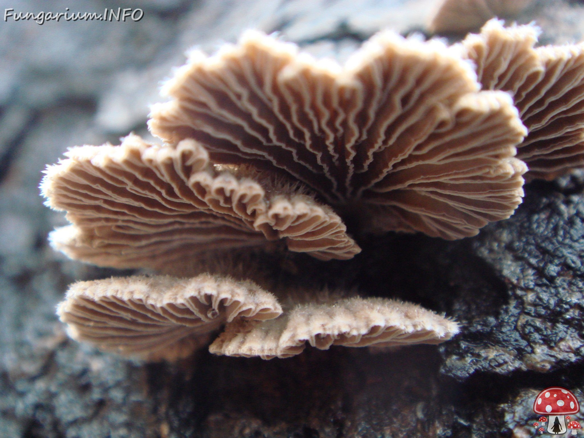 fungi-0003137 