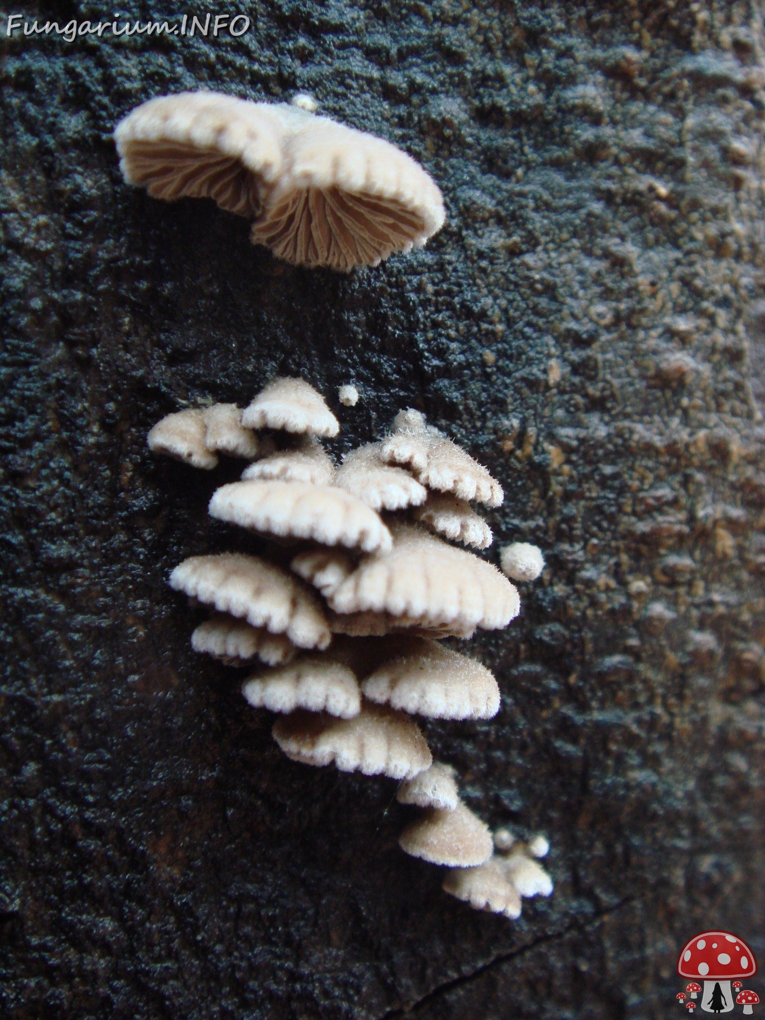 fungi-0003138 