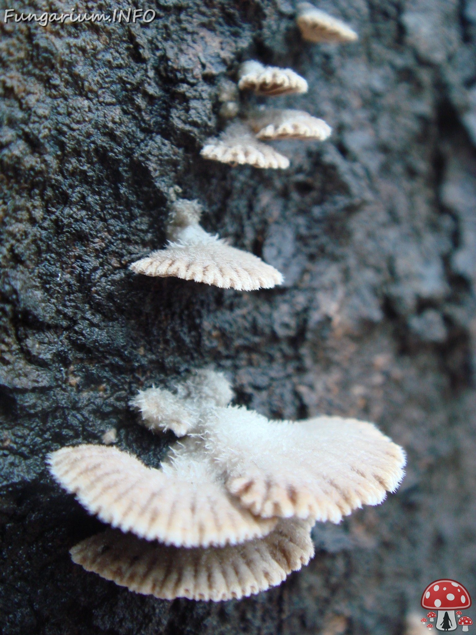 fungi-0003139 