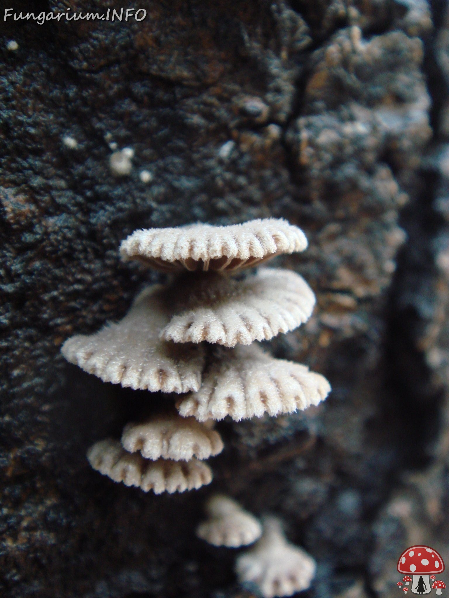 fungi-0003140 