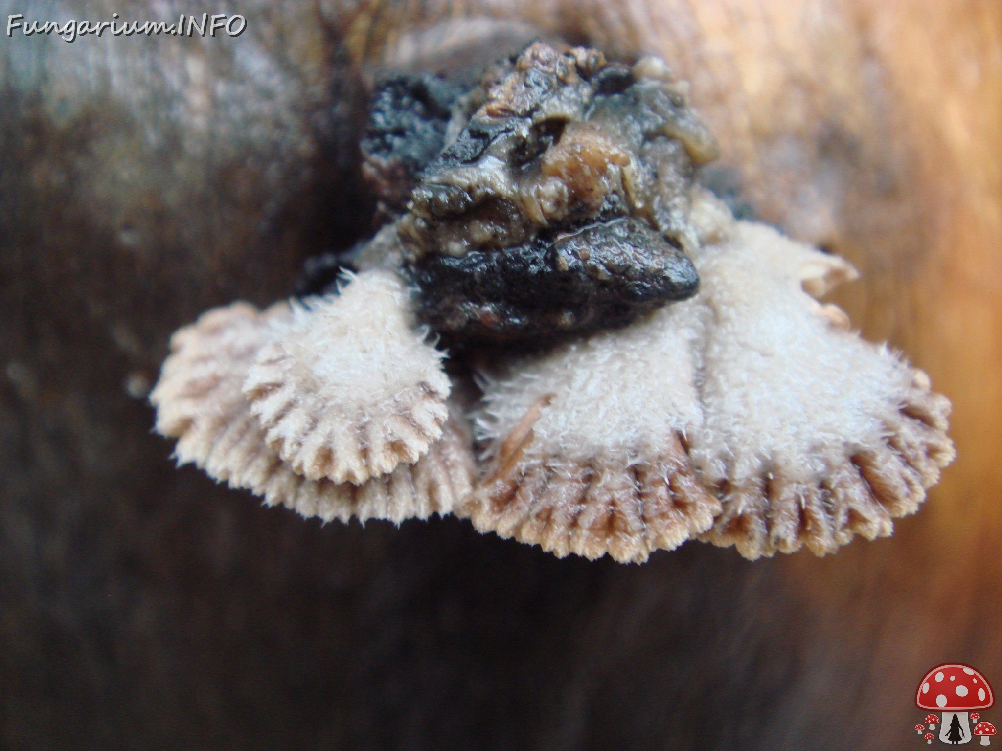 fungi-0003143 