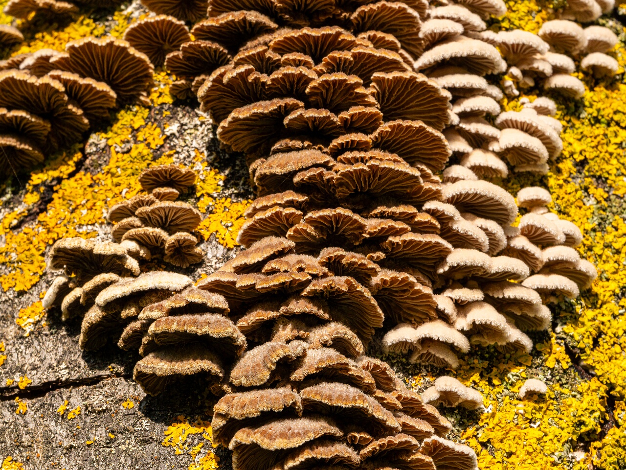 !Schizophyllum commune _2023-09-03_1-12