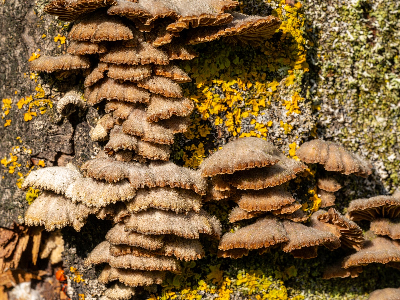 Schizophyllum commune _2023-09-03_1-1