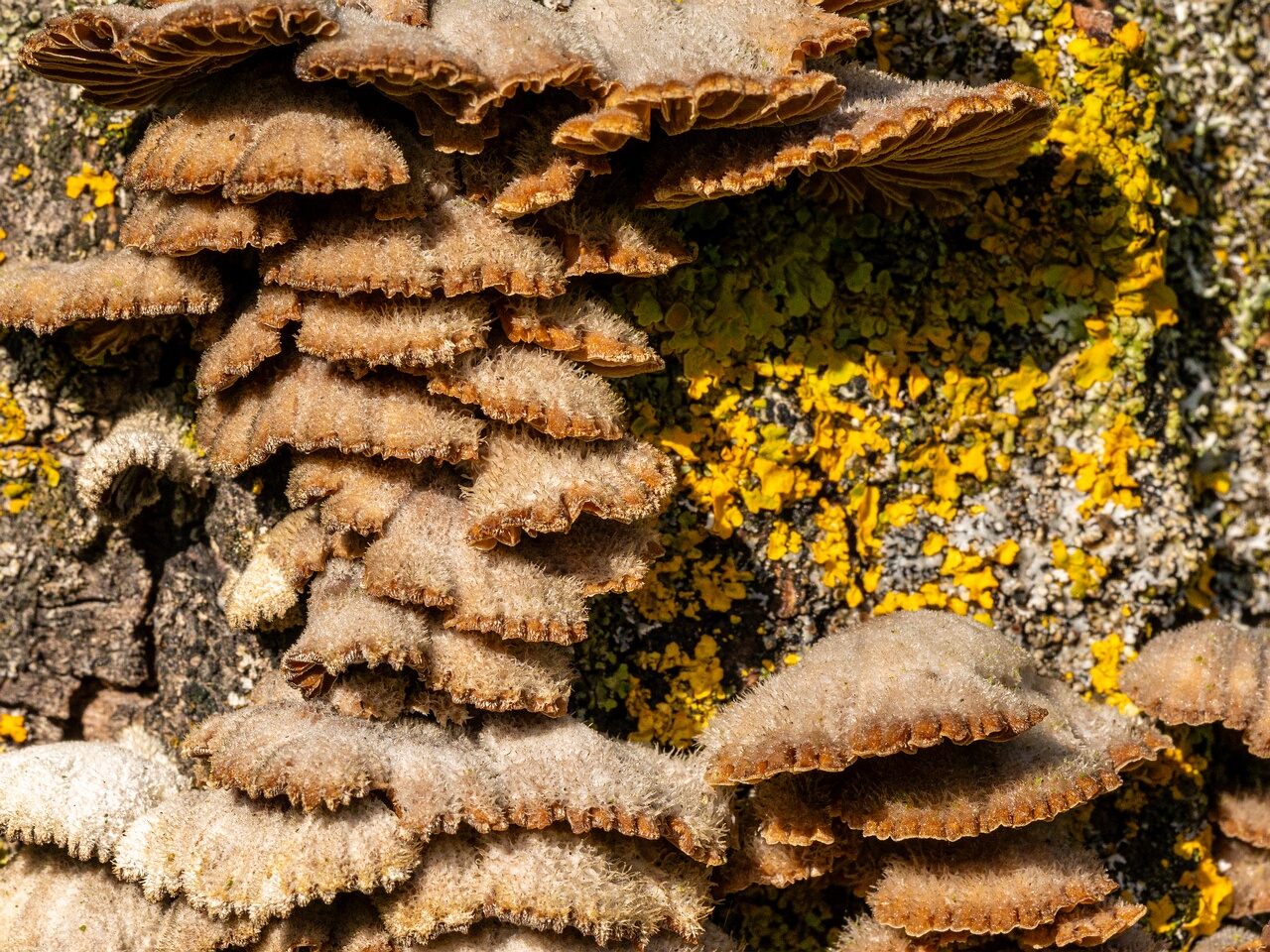 Schizophyllum commune _2023-09-03_1-2