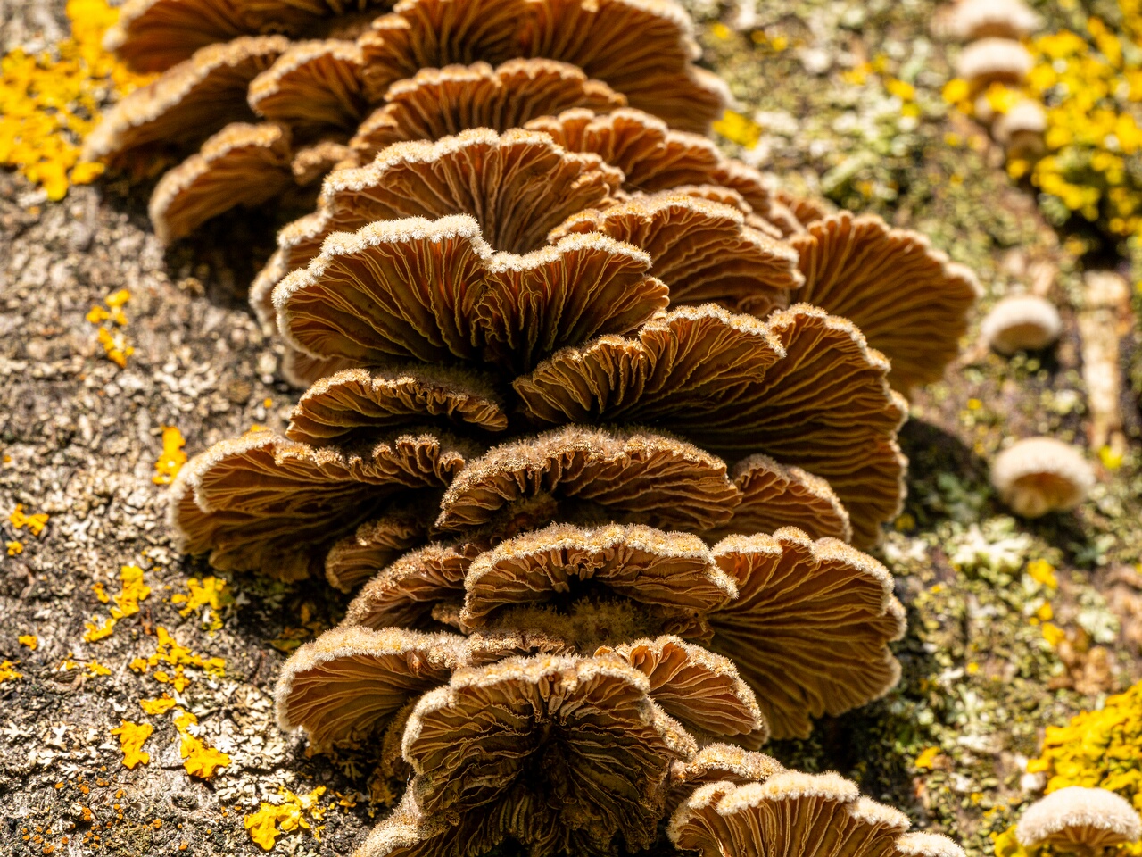 Schizophyllum commune _2023-09-03_1-3