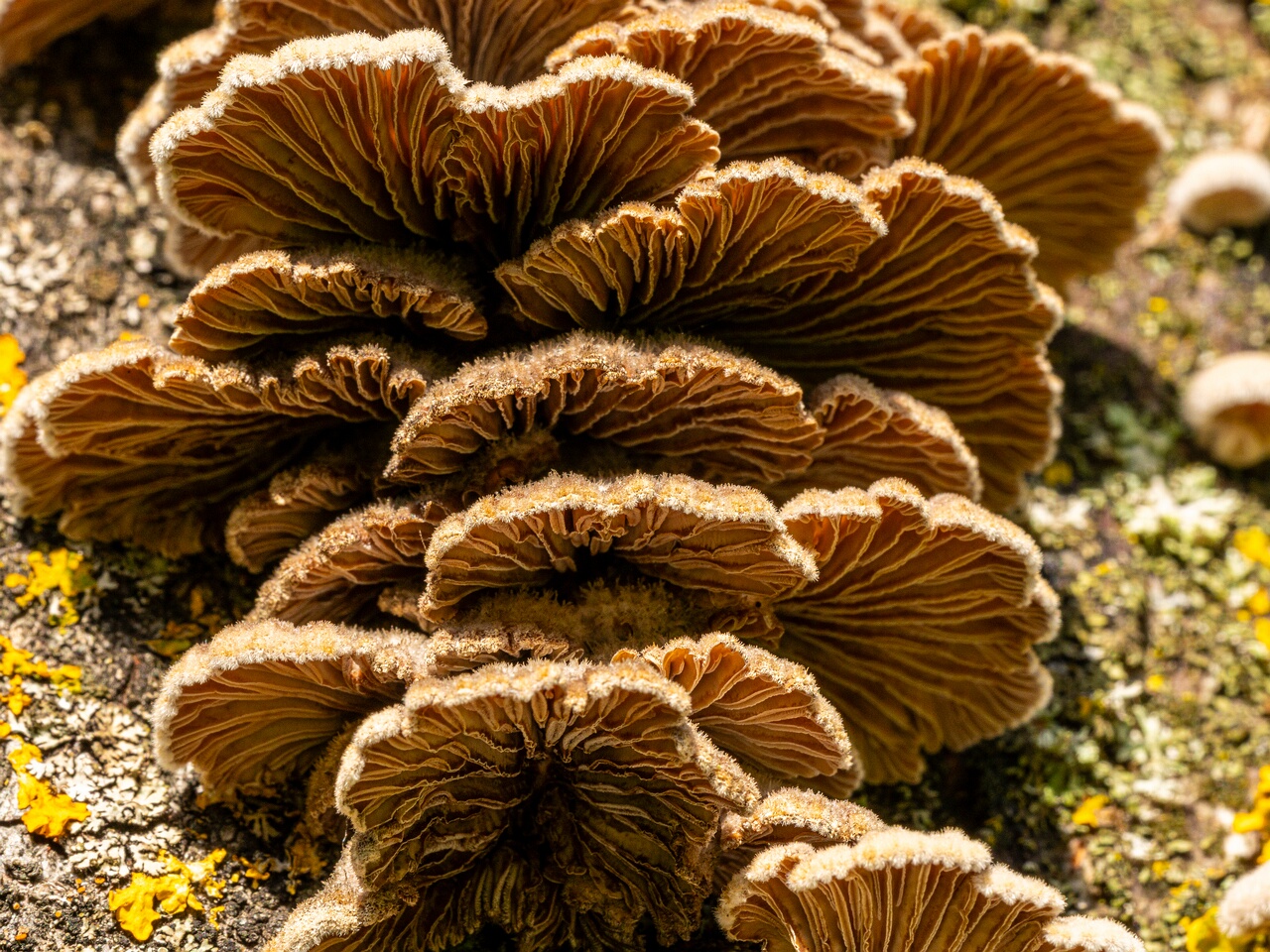 Schizophyllum commune _2023-09-03_1-4
