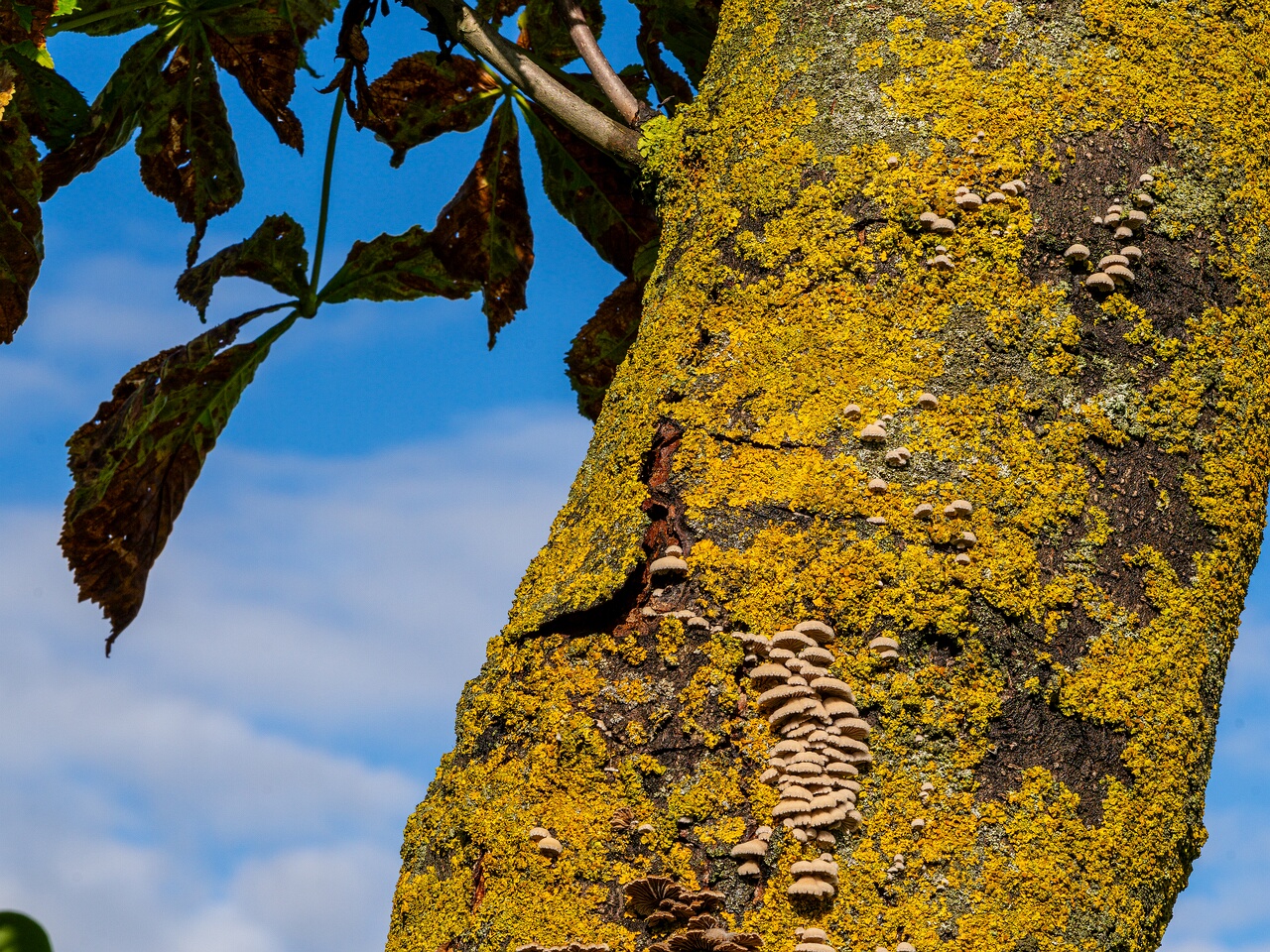 Schizophyllum commune _2023-09-03_1-5
