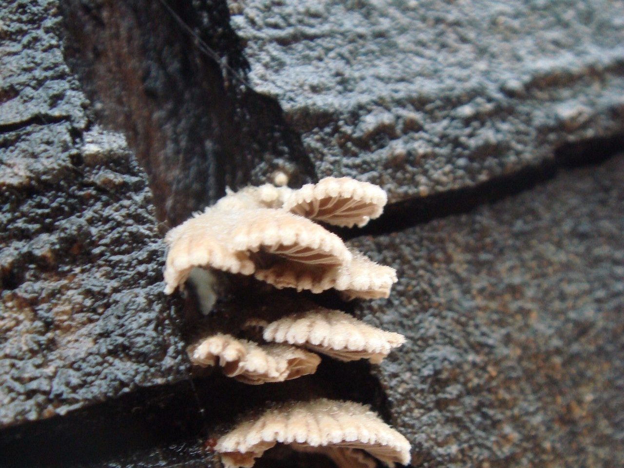 fungi-0003130