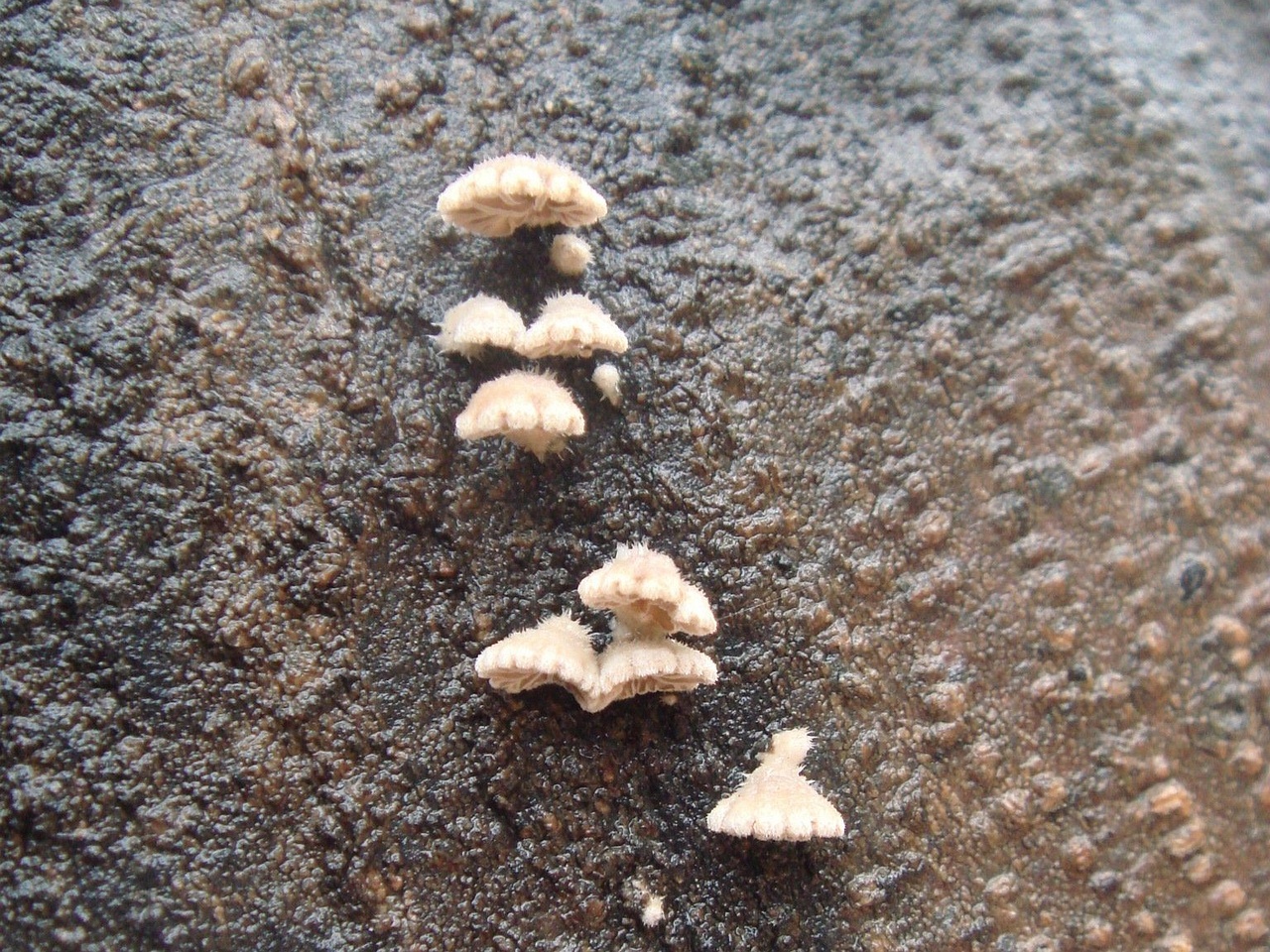 fungi-0003131