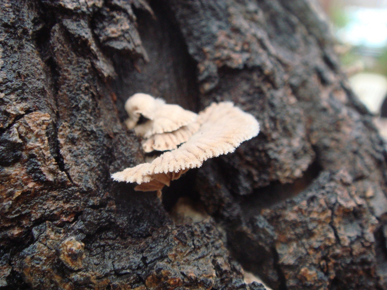 fungi-0003132