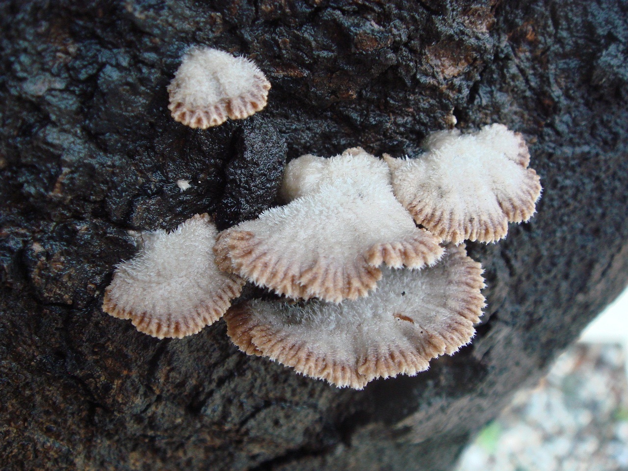 fungi-0003134