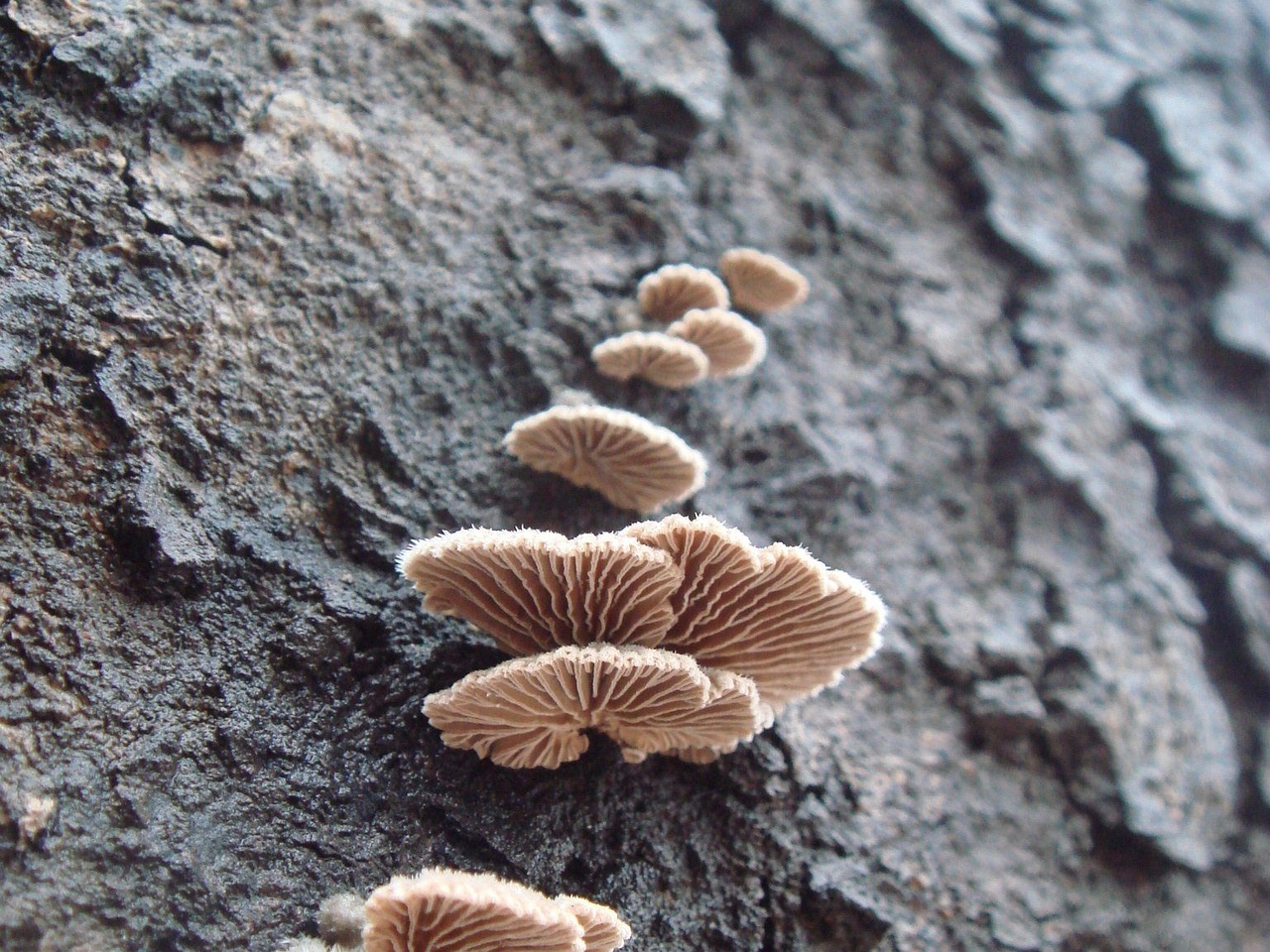 fungi-0003136