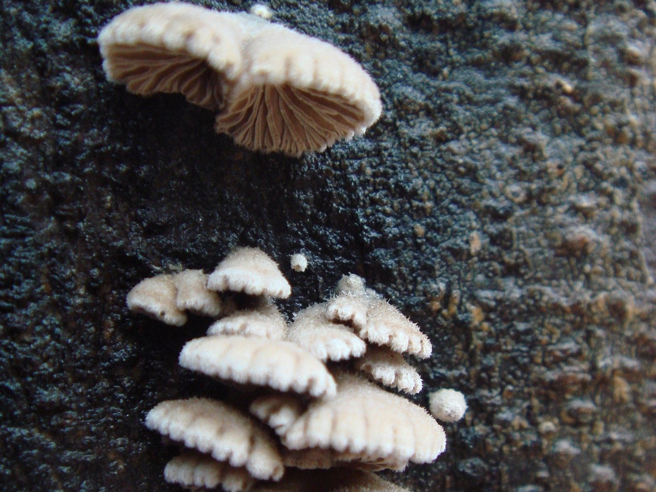 fungi-0003138