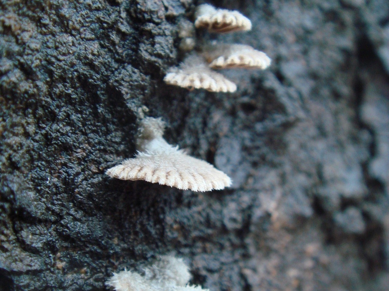 fungi-0003139