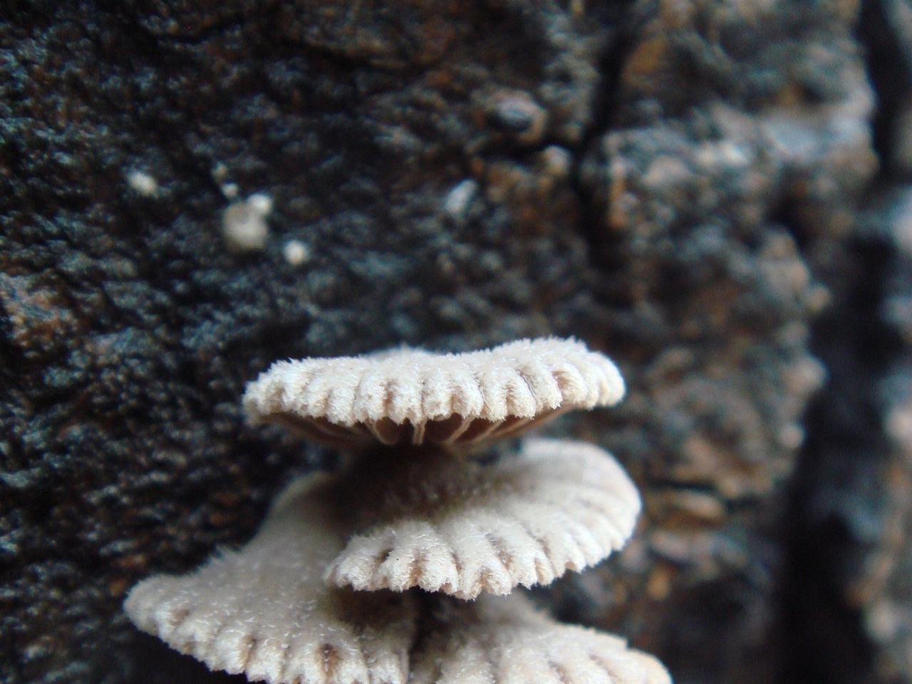 fungi-0003140