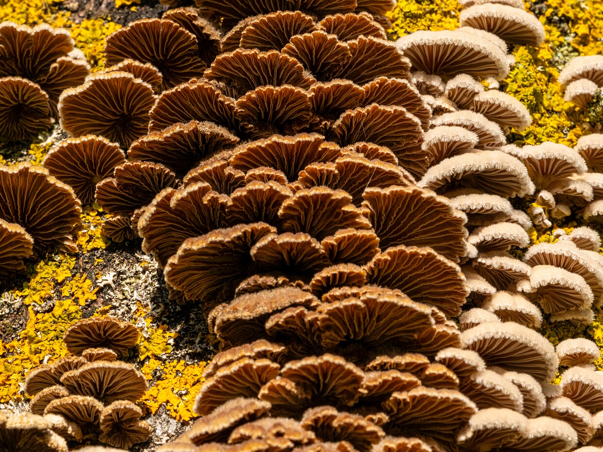 Schizophyllum commune - Щелелистник обыкновенный - Split Gill Fungus - Spaltblättling Schizophyllum commune, commonly known as the Split Gill Fungus or Spaltblättling in German, is a widespread and easily...