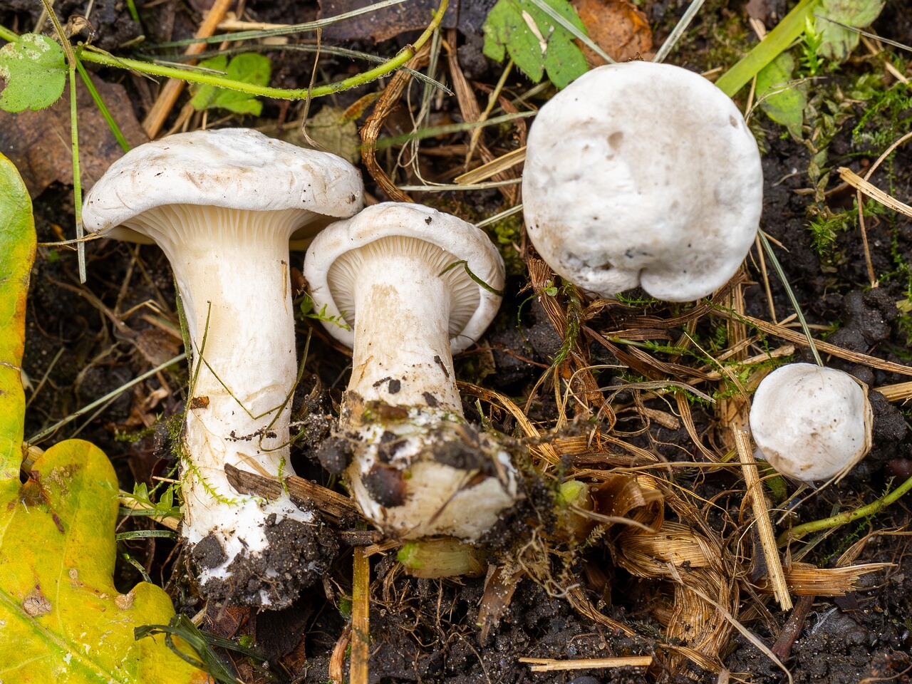 Clitopilus prunulus _2026-09-05_1-1