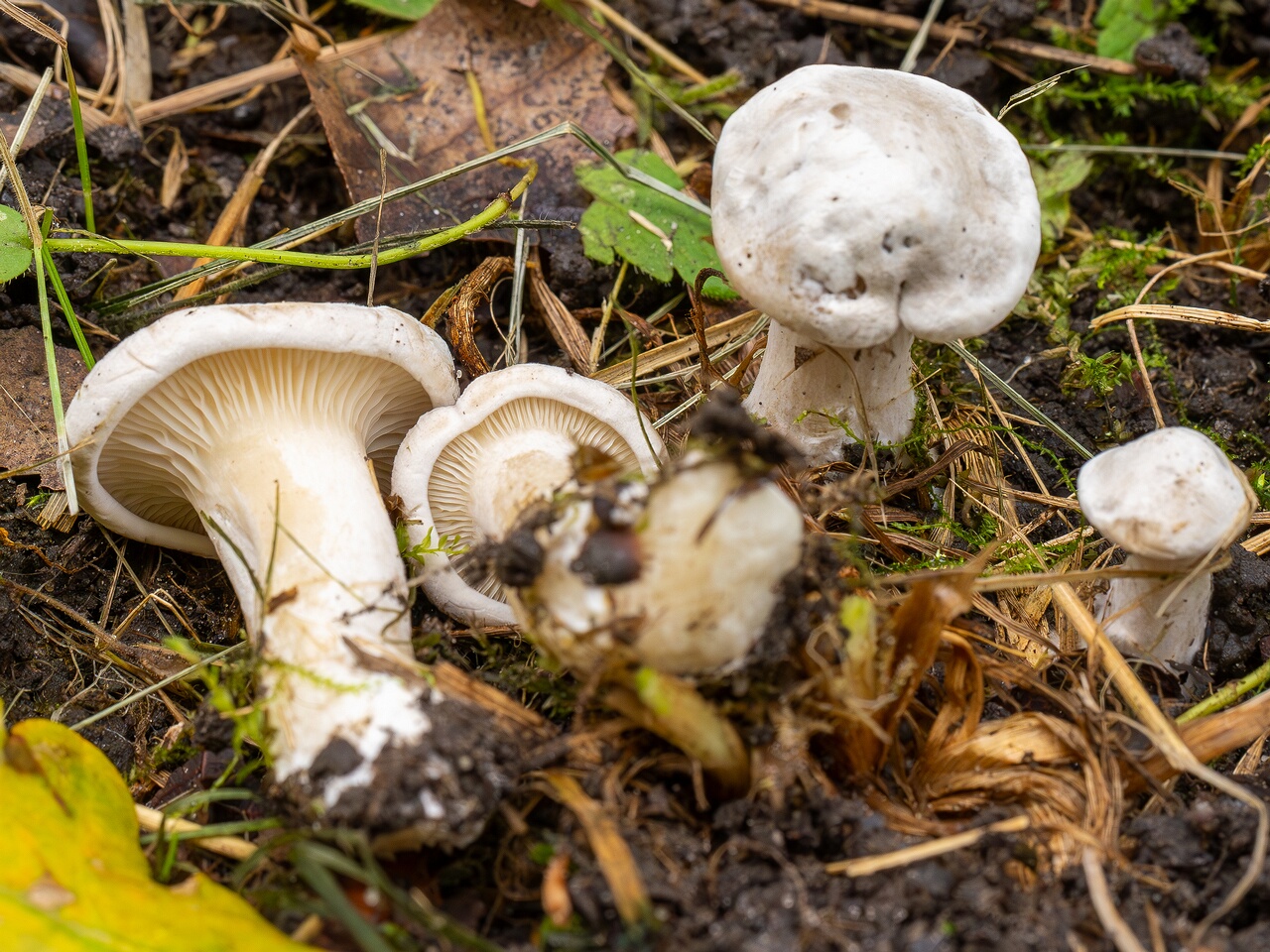 Clitopilus prunulus _2026-09-05_1-2