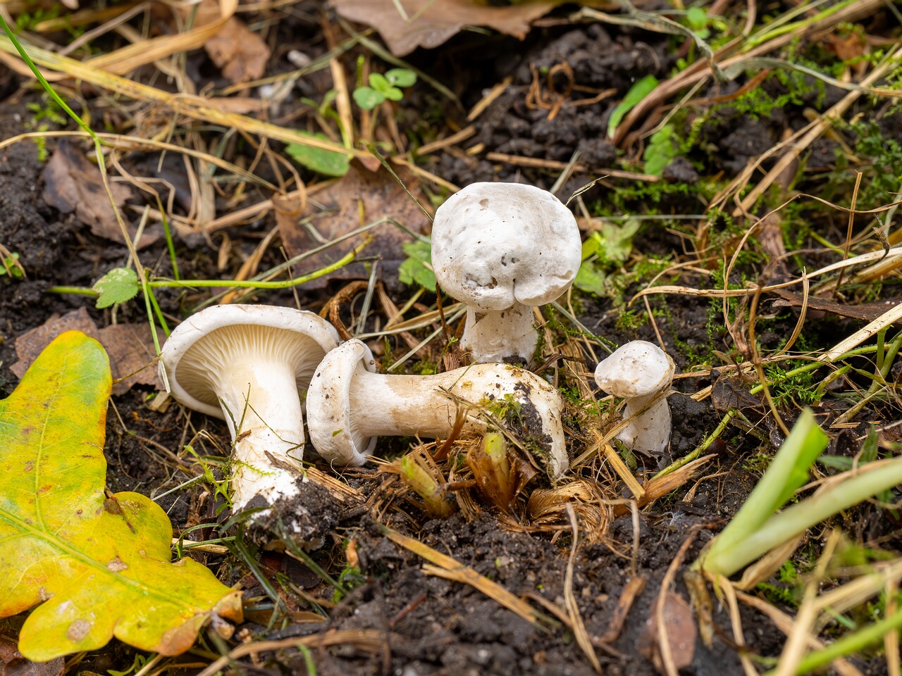 Clitopilus prunulus _2026-09-05_1-3