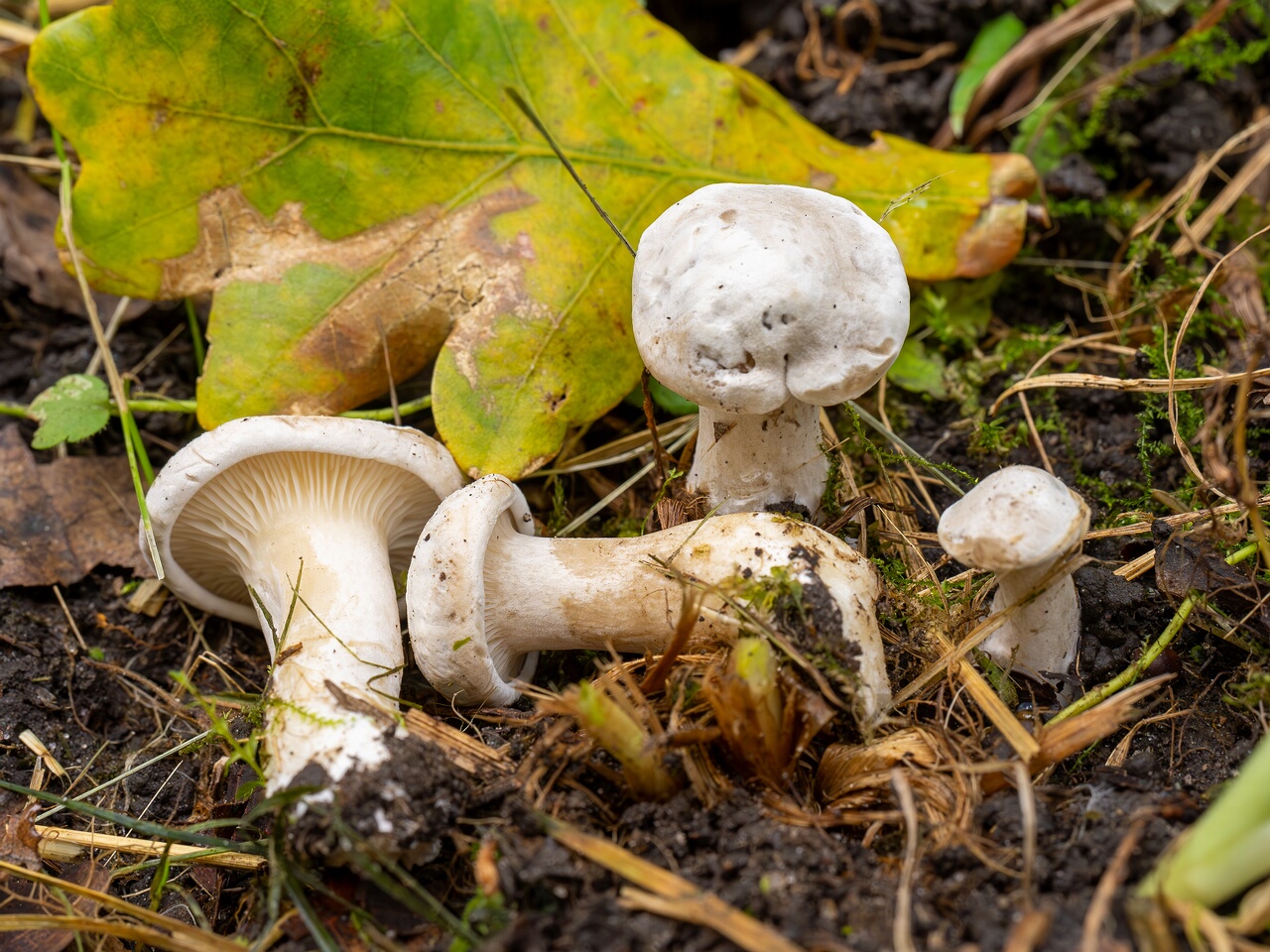 Clitopilus prunulus _2026-09-05_1-5
