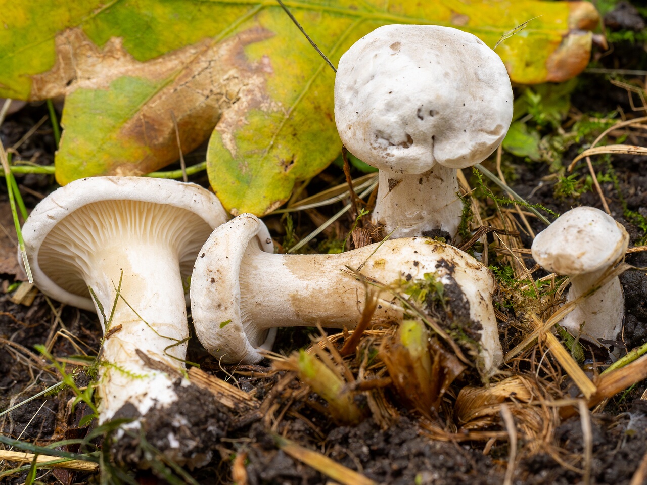 Clitopilus prunulus _2026-09-05_1-6