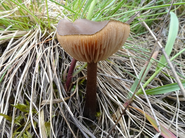 Entoloma vernum - Энтолома весенняя - Spring Entoloma - Frühlings-Schleierling