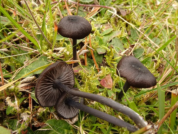 Entoloma serrulatum - Энтолома мелкозазубренная - Serrulate Entoloma - Feinsägezähnlicher Rötling