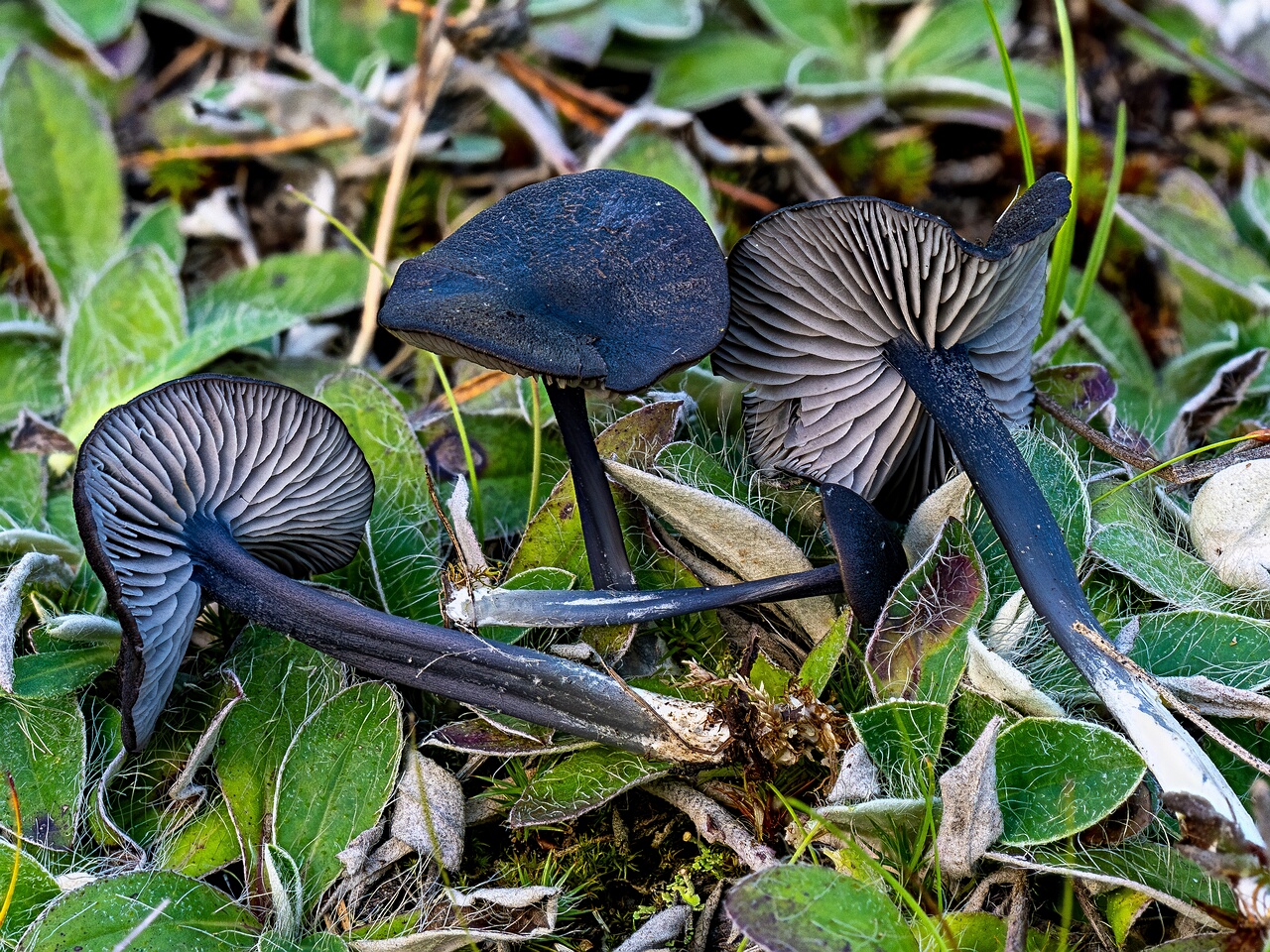 Entoloma chalybeum _2026-09-03_1-1
