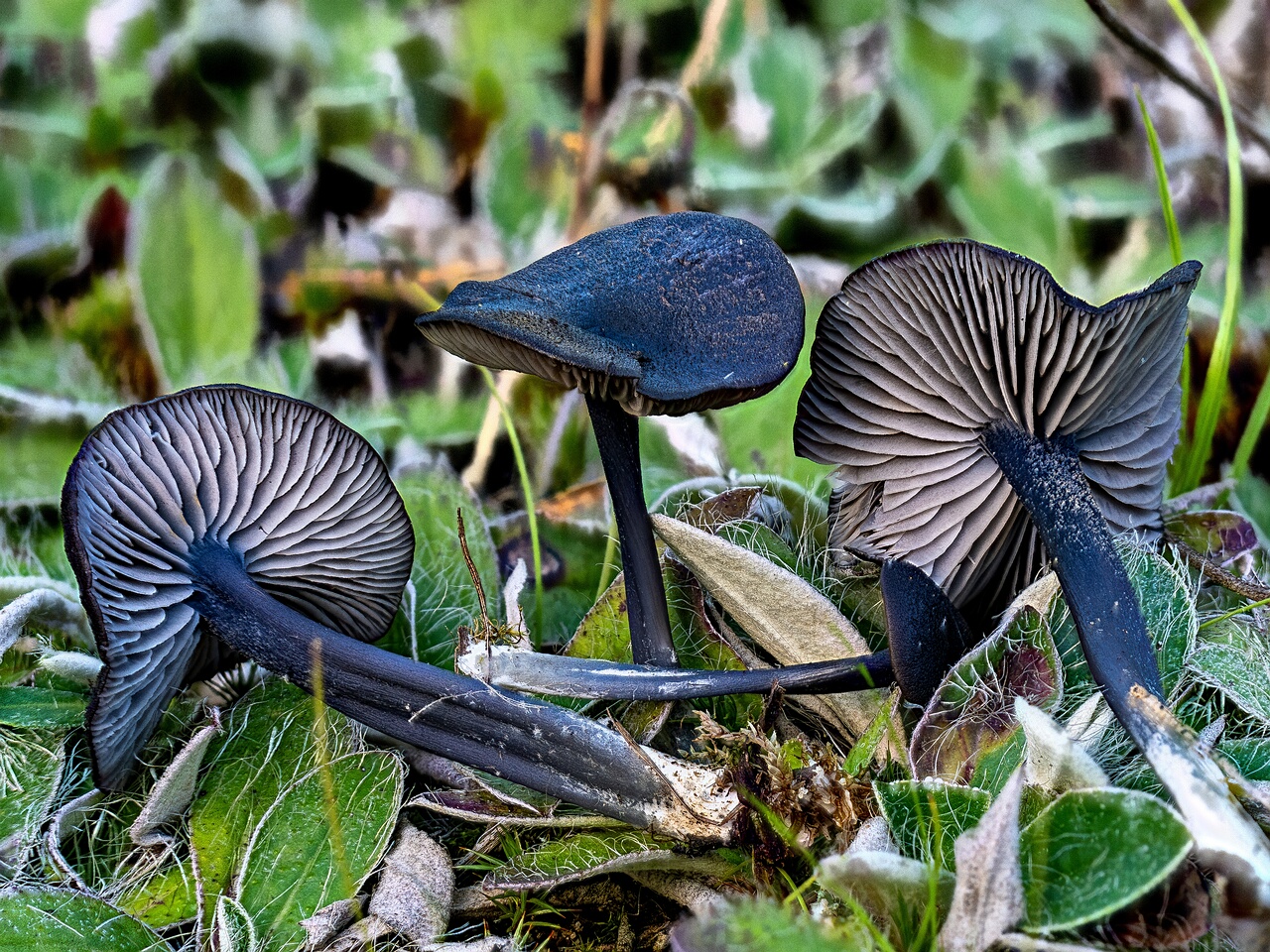 Entoloma chalybeum _2026-09-03_2-1