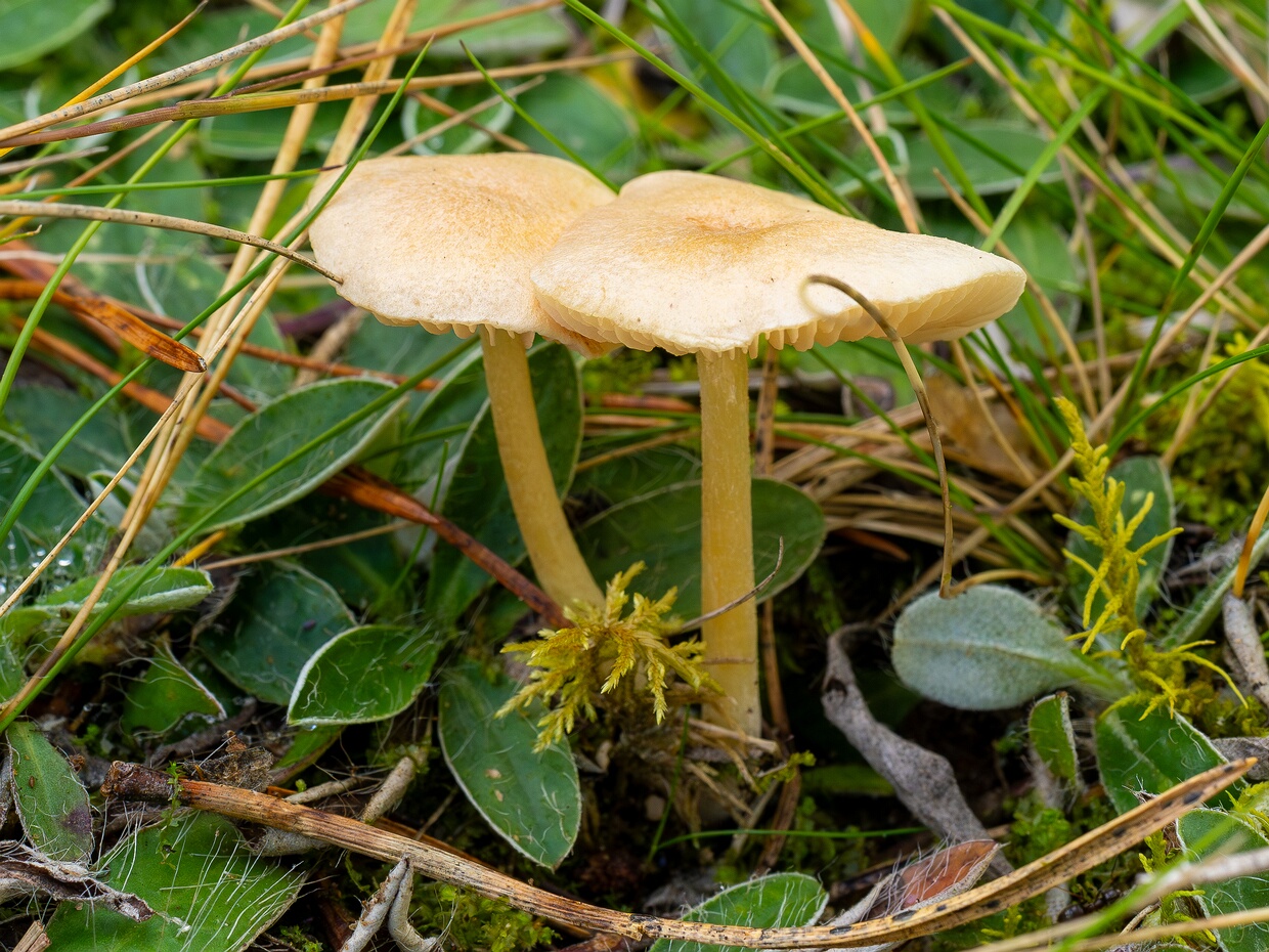 Энтолома шелконосная - Entoloma sericellum