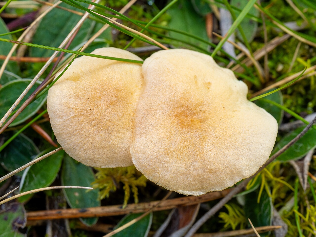 Entoloma sericellum _2026-09-22_1-1