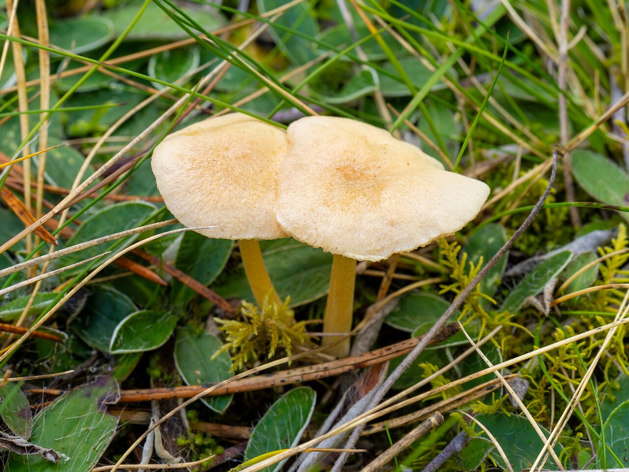 Entoloma sericellum _2026-09-22_1-2